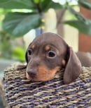Wunya Mini Dachshunds