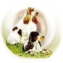 Gunwise Cocker Spaniels