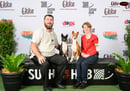 Glendawn Basenjis - Basenji Breeder - Brisbane, QLD