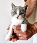 Bells British Shorthair, San Remo, WA