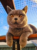 Bells British Shorthair, San Remo, WA