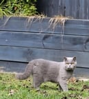 Bells British Shorthair, San Remo, WA
