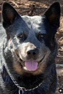 Burkesblues Australian Cattle Dogs 
