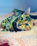 Fairytail Forest Bengal Cattery