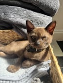 ColinVale Burmese