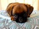 CITIGRIFFS Purebred Griffons Bruxellois