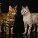 Nardoo Bengals