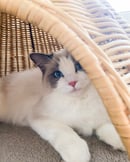 QUAYDREAM - Ragdolls by the Sea - Torquay, VIC