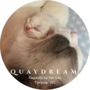 QUAYDREAM - Ragdolls by the Sea - Torquay, VIC