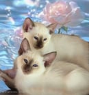 Siamese Kittens By Oramor 