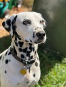 Western Dalmatians