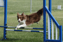 Sengablue Border Collies