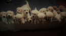 SHAMROTHGOLD Golden Retrievers