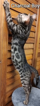 AceBengals - Gold Coast, QLD