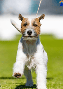 Jakobi Australian Cattle Dogs and Jack Terriers