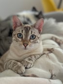 Duskchaser Bengals