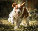 Adragondawg Welsh Springer Spaniels