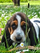 Clementess Basset Hounds