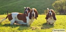 Clementess Basset Hounds