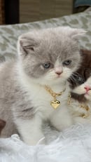 Maybritizz British Shorthair Cattery 