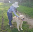 Kanaangold Golden Retrievers 
