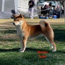 Okiniiri Shiba Inu