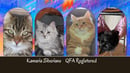 Kamaria Siberian Cats - Townsville, QLD 