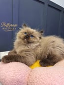 Fluffyrags Ragdoll’s & Cherubim’s 