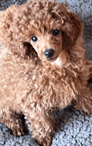 Toy Poodle Breeder Melbourne