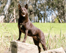 Southspirit Kennels - Australian Kelpies, Border Collies & Norwegian Buhund