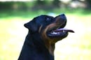 Nowstarin Rottweilers Australia