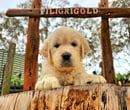 FILIGRIGOLD - Dogs Australia (ANKC) registered breeder of purpose-bred, pedigree Golden Retrievers