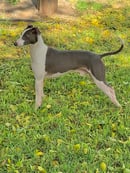 LAEXOTICA KENNELS - DOG BREEDER - South Australia