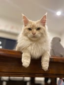 East Maines Cattery, Melbourne, Maine Coon Breeder