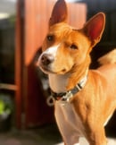 REDTRI BASENJIS