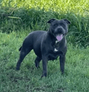 LAEXOTICA Kennels - Staffordshire Bull Terrier Breeder - South Australia