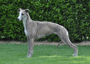 RIDGESETTER Whippets & Mini Smooth Dachshunds