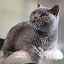 Bellou British Shorthairs 