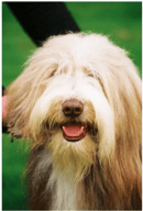 Toriavic Bearded Collies