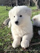 Eiramor White Swiss Shepherds