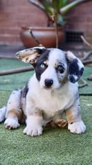 Jeninda Corgis Sydney