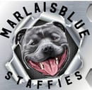 Marlaisblue Staffies