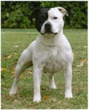 Powerpaws Staffordshire Bull Terriers