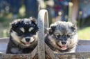 Bucolick Finnish Lapphunds