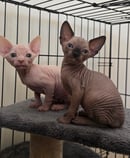 LUXE CATZ - Sphynx Cat Breeder - Brisbane, QLD