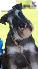 Mikath Miniature Schnauzers