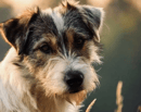 Burbunya Jack Russell Terriers