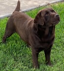Paskarla Labrador Retrievers