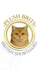 Plush Brits - British Shorthair Cat Breeder - Melbourne, VIC