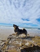 AKKA Swedish Vallhund NSW